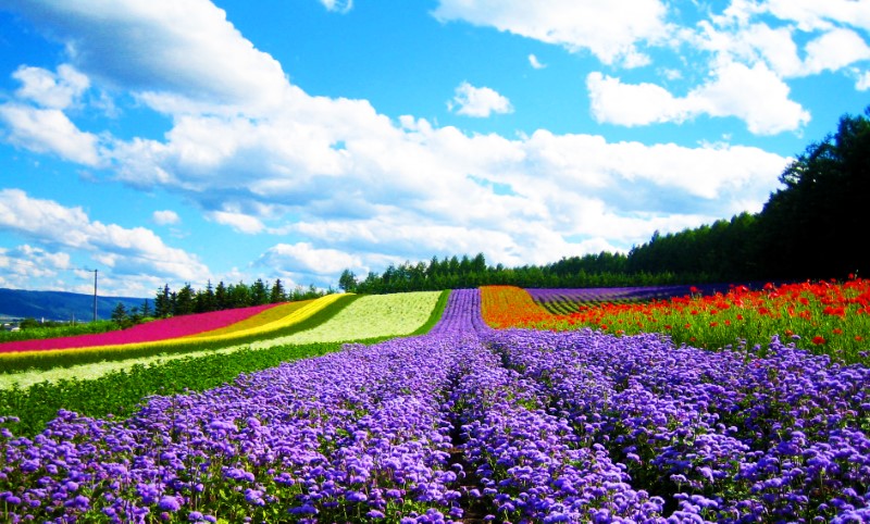 Lễ hội hoa lavender tại tỉnh Hokkaido
